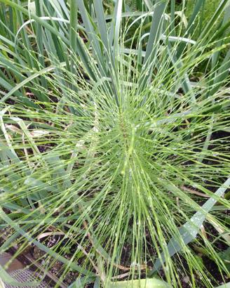 Equiseto, Melissa, iperico, piante spontanee