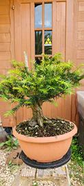 Bonsai Tasso