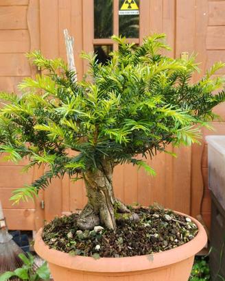 Bonsai Tasso