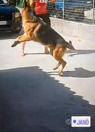 Pastore tedesco?? per accoppiamento