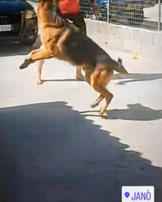 Pastore tedesco?? per accoppiamento