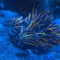 Euphyllia glaberscens