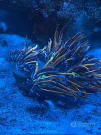 Euphyllia glaberscens