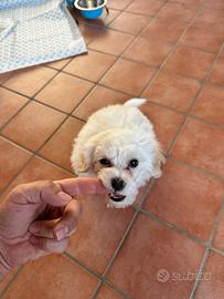 Bichon Frise