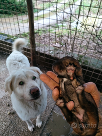 Cuccioli Maremmano x Cane Lupo Cecoslovacco