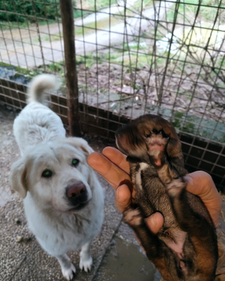 Cuccioli Maremmano x Cane Lupo Cecoslovacco
