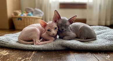 Cuccioli Sphynx dolcissimi