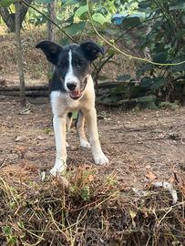 Border Collie