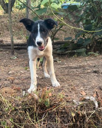 Border Collie