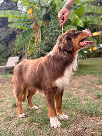 Australian shepherd pastore australiano cucciolone