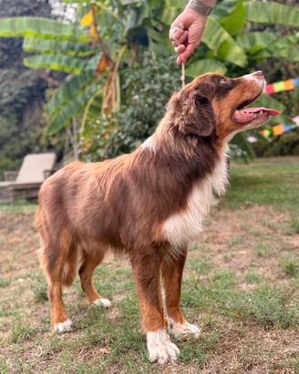 Australian shepherd pastore australiano cucciolone