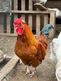 Galline mugellesi