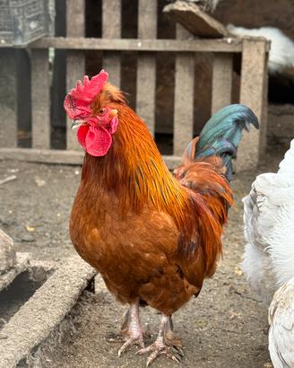 Galline mugellesi