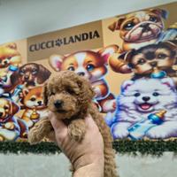 Barboncino mini toy albicocca 3F 3M anche a rate