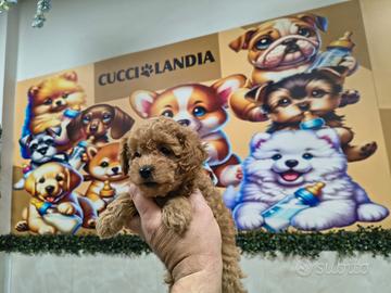 Barboncino mini toy albicocca 3F 3M anche a rate