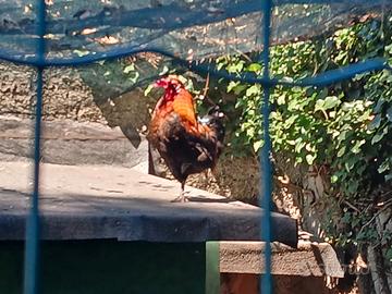 Galli americani