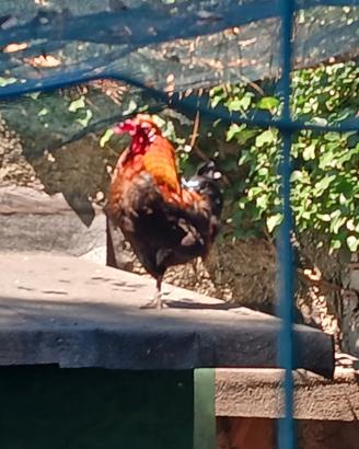Galli americani