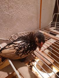 Galline sebright limone