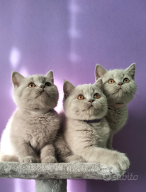 Cuccioli British Shorthair