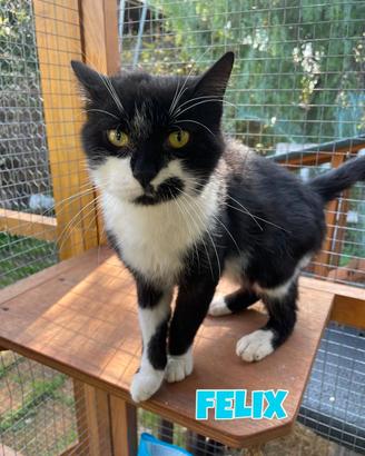 Felix gatto bianconero di 3 anni