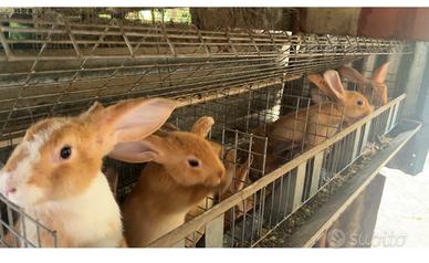 Conigli da macello o riproduzione