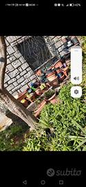 centinaia di vasi e sottovasi per fiori l