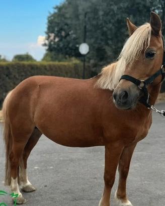 Pony femmina