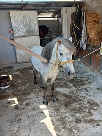 Pony grigio