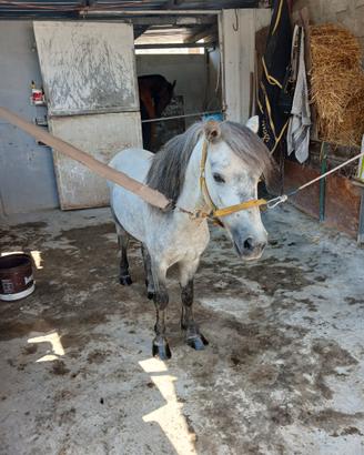 Pony grigio