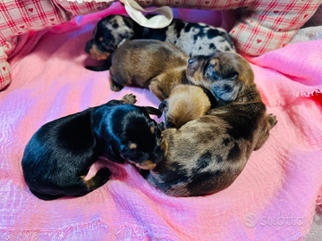 Bassotti tedeschi con pedigree enci