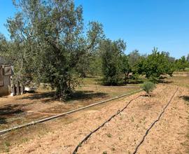 Terreno agricolo in contrada Arene