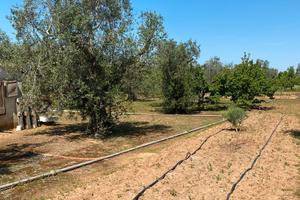 Terreno agricolo in contrada Arene