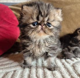 Gattino persiano pedigree Enfi
