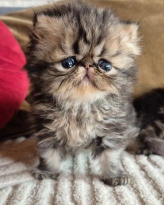Gattino persiano pedigree Enfi