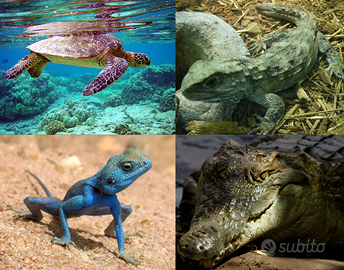 Disponibili rettili: Gechi/serpenti/accessori/