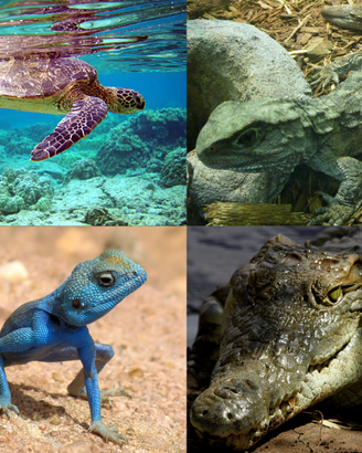 Disponibili rettili: Gechi/serpenti/accessori/