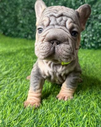 Bulldog Francese fluffy (big rope)