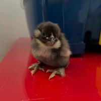 Pulcini Olive Eggers con baffi