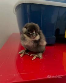 Pulcini Olive Eggers con baffi