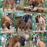Allevamento Boxer Puglia Campania Calabria Molise