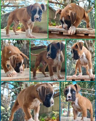 Allevamento Boxer Puglia Campania Calabria Molise