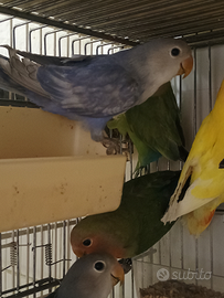 Inseparabili roseicollis giovani