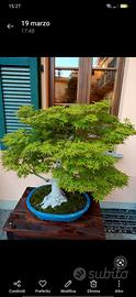 Piante bonsai