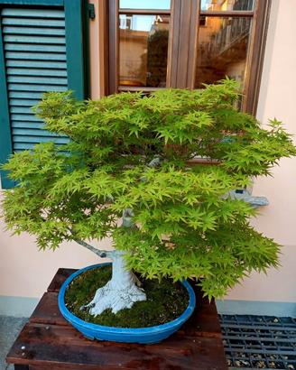 Piante bonsai
