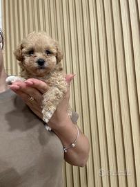 Maltipoo