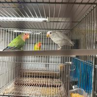 Inseparabili giovani