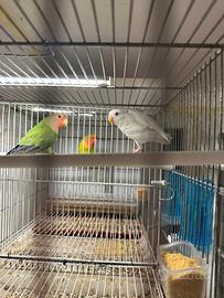 Inseparabili giovani