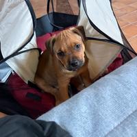 Cucciolo di due mesi incrocio rottwailer/ pitbull