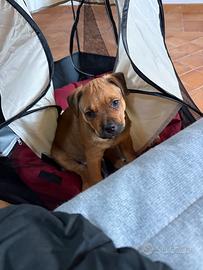 Cucciolo di due mesi incrocio rottwailer/ pitbull