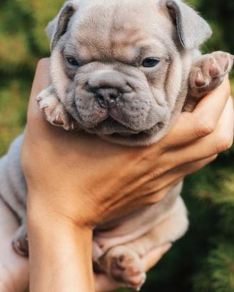 Bulldog francese